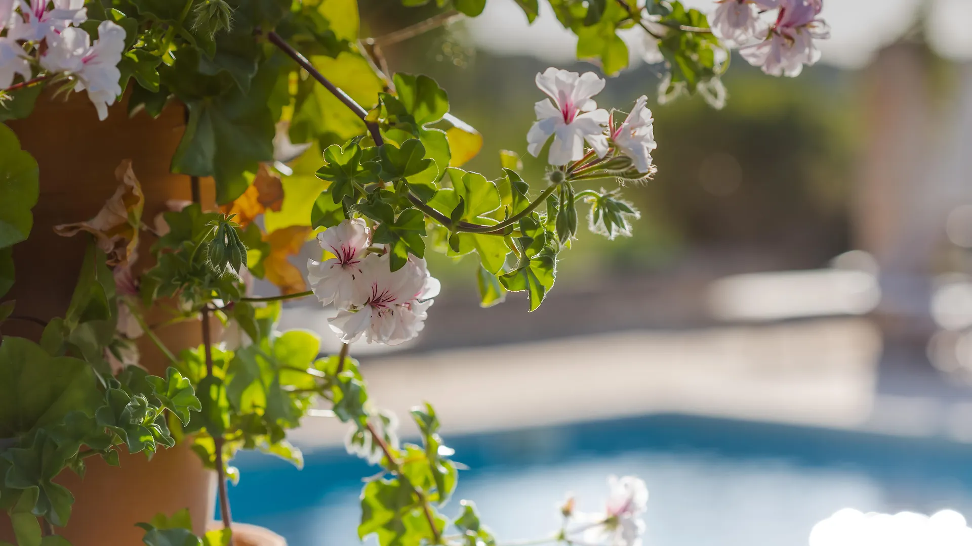 Finca Sa Rota Lloret de Vistalegre Spain